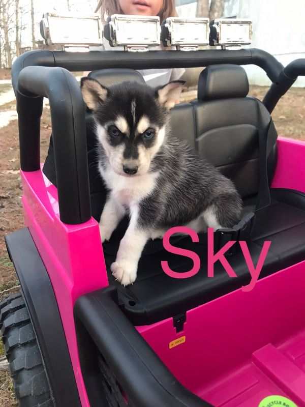 Regalo cuccioli Siberian Husky Maschio e Femmina E-MAIL  (marieiris783@gmail.com) Grazi  Regalo cucc
