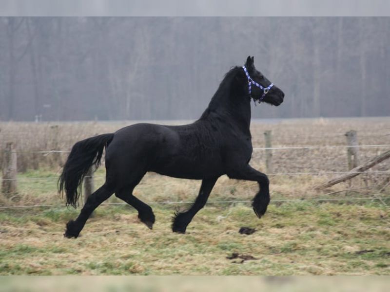 Regalo bellissimo cavallo frisone