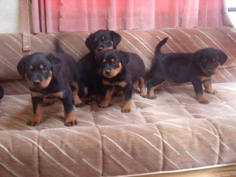 Cuccioli di Rottweile per Regalo