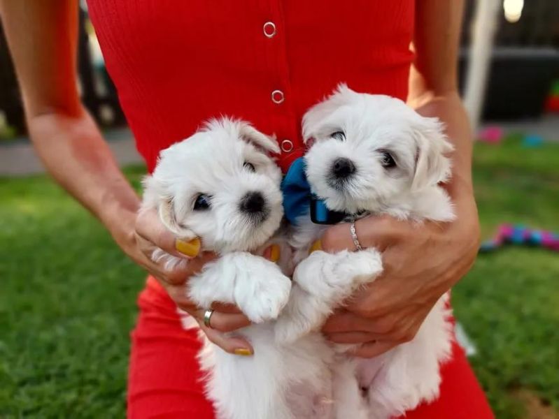 Bella e sani cuccioli di  razza maltese per regalo .