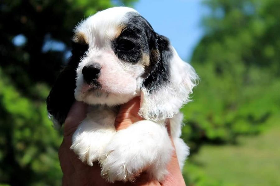  cuccioli di cocker-spaniel   per adozione ( regalo  )