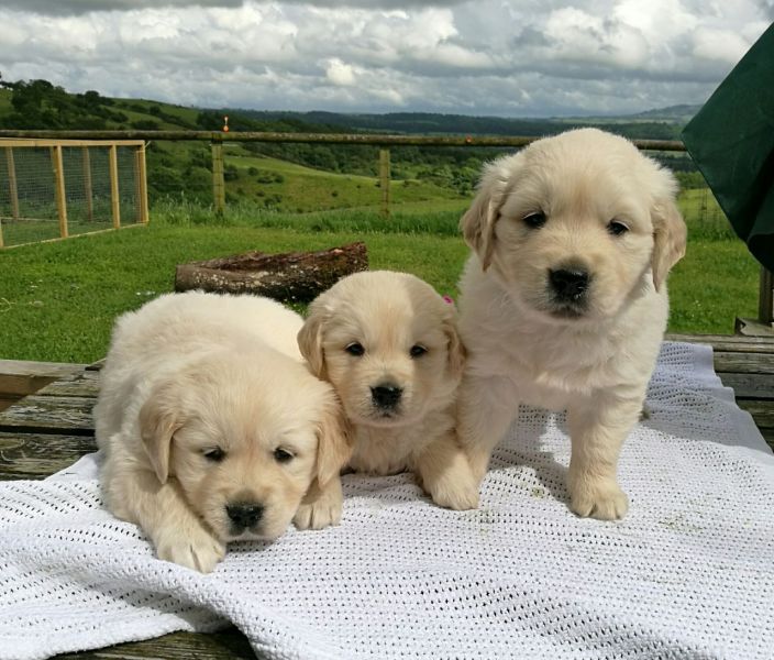 Regalo Cuccioli di Golden retriever in pronta consegna