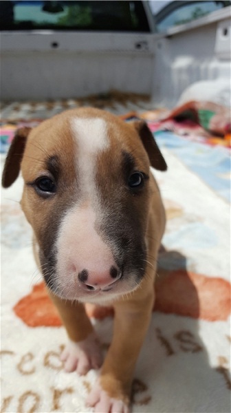 Regalo Cucciolo di Bull terrier in pronta consegna