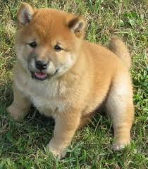 Adorabili cuccioli di shiba-inu femminucce e maschietti disponibili per l'adozione gratuita i cuccio