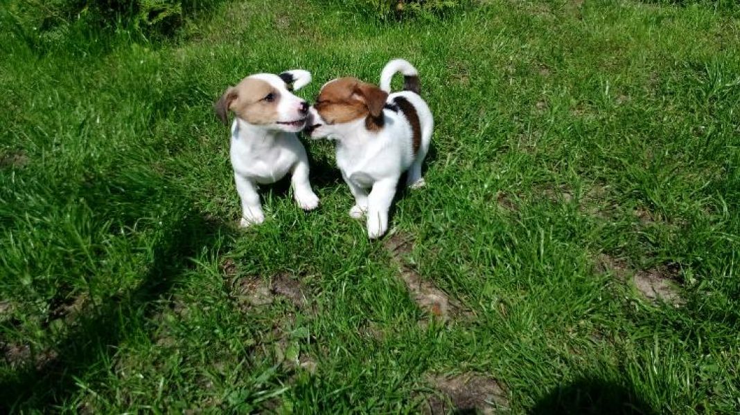 Molto bella e sani  cuccioli di jack russel   per adozione maschi e femmine disponibili (gratis)