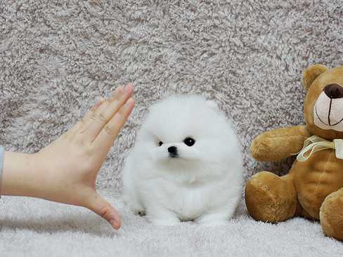Regalo Volpini cuccioli di pomerania Piccoli