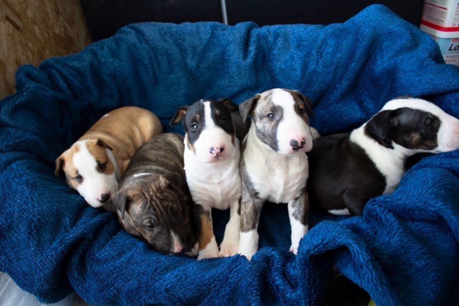 Regalo adorabili cuccioli Bull terrier femminucce e maschietti