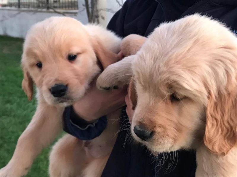Vendita cucciolo cuccioli di volpino di pomerania molto teneri