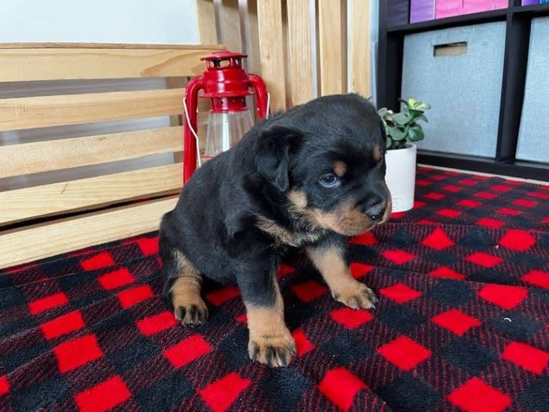 Rottweiler cuccioli introvabili cuccioli di Rottweiler intelligenti e dolcissimi attaccati al padron