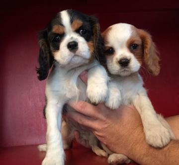 Cavalier King Charles Cuccioli
