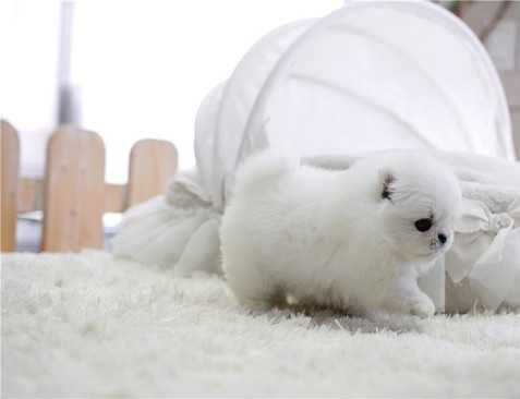 Regalo Volpini cuccioli di pomerania Piccoli