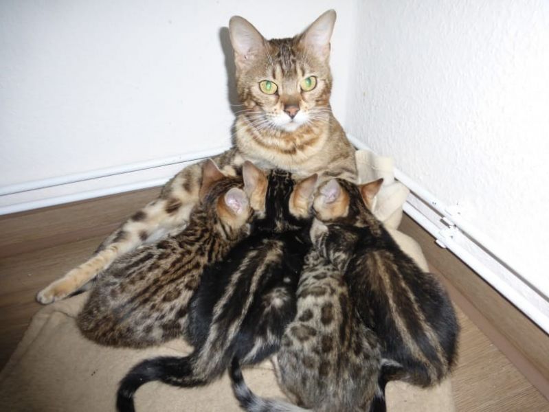 Gattini di bengala  per adozione ( maschio e femmina )