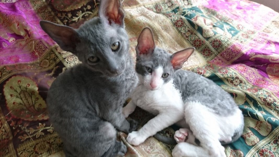 Felicit� allevamento ti d� 5 Cornish Rex in regalo