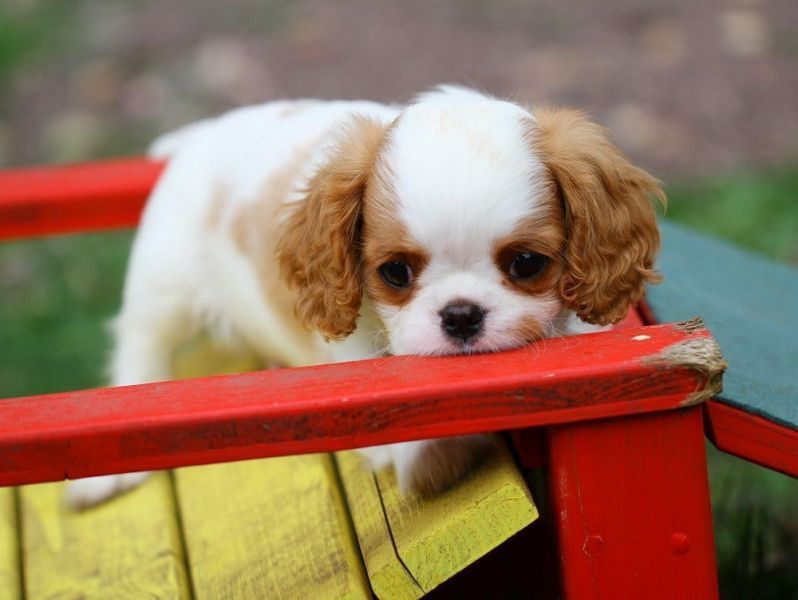 Bella e sani cuccioli di cavalier king per adozione 