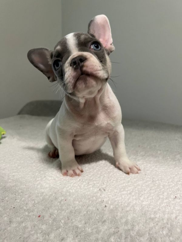  Disponibili splendidi cuccioli di bulldog francese