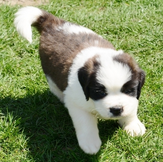  Regalo adorabili cuccioli san bernardo
