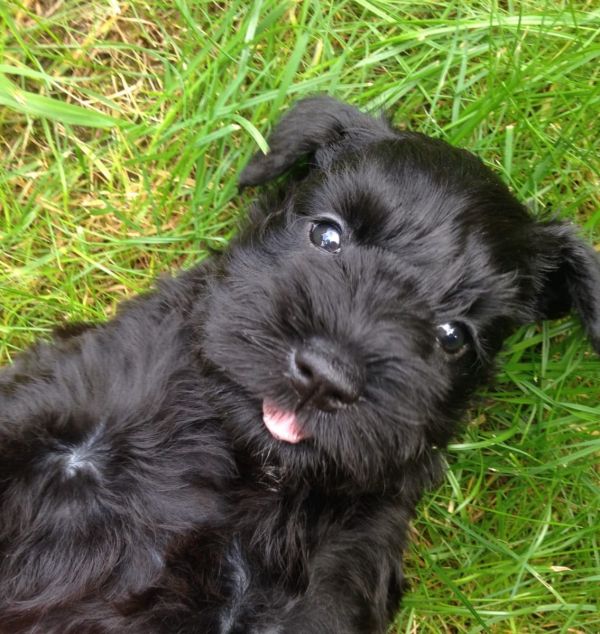  cuccioli di Miniature Schnauzer  per adozione ( maschio e femmina )