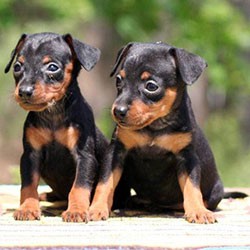 Pinscher mini toy