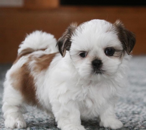 Regalo cuccioli di shitzu