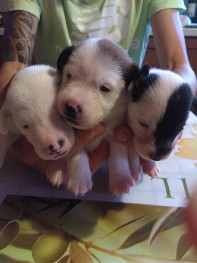 Cuccioli di Fox Terrier