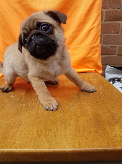REGALO Cuccioli carlino