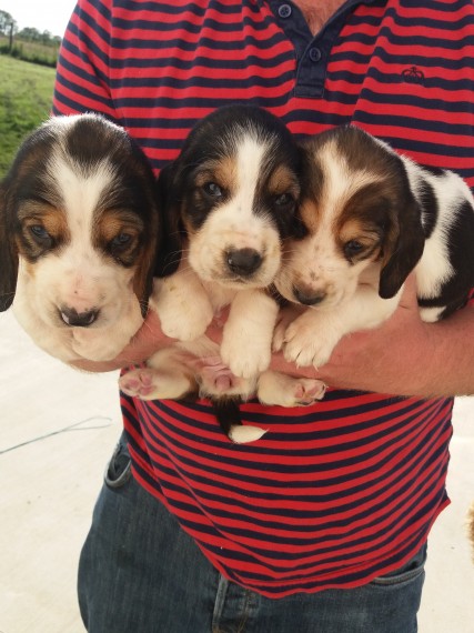 Regalo BELLISSIMI CUCCIOLI DI Basset Hound Fantastici cuccioli di Basset Hound con libretto sanitari