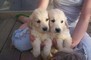 Bellissimi cuccioli di golden retrive~~