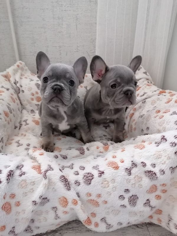 Bulldog francese maschio