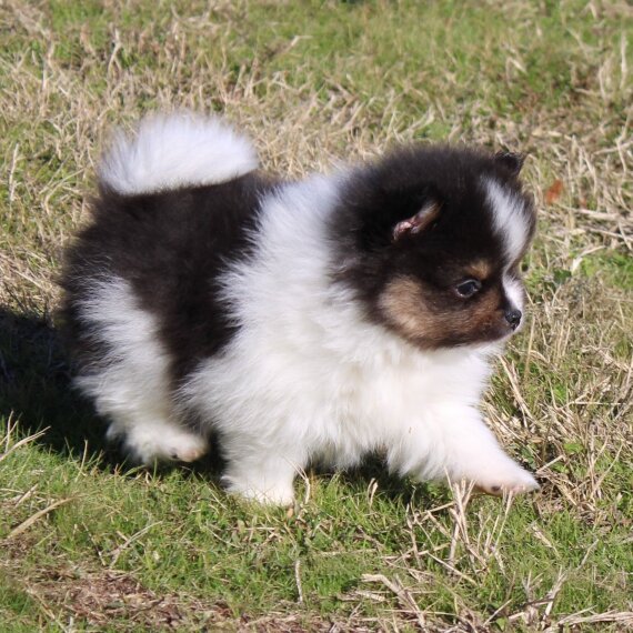 Regalo Cuccioli di volpino di pomerania 