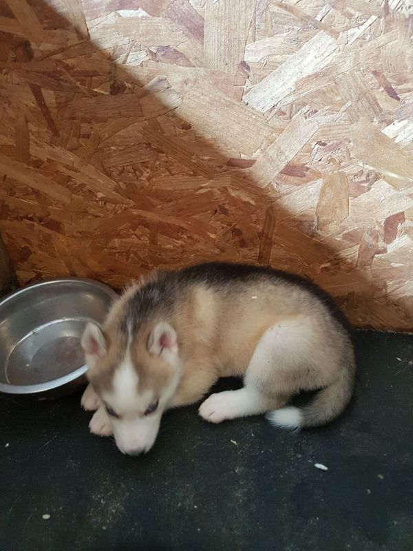 Cuccioli di Husky siberiano