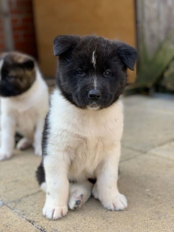 Regalo Cucciolo di Akita inu in pronta consegna