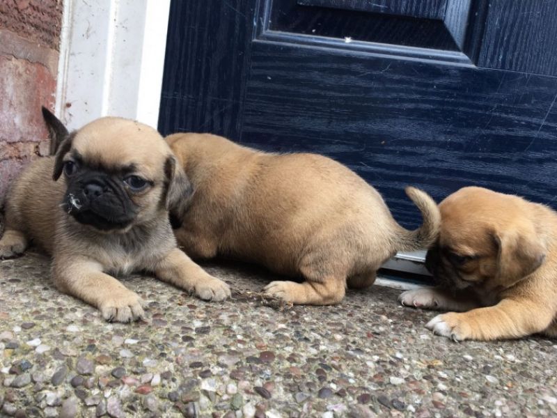 REGALO Cuccioli carlino