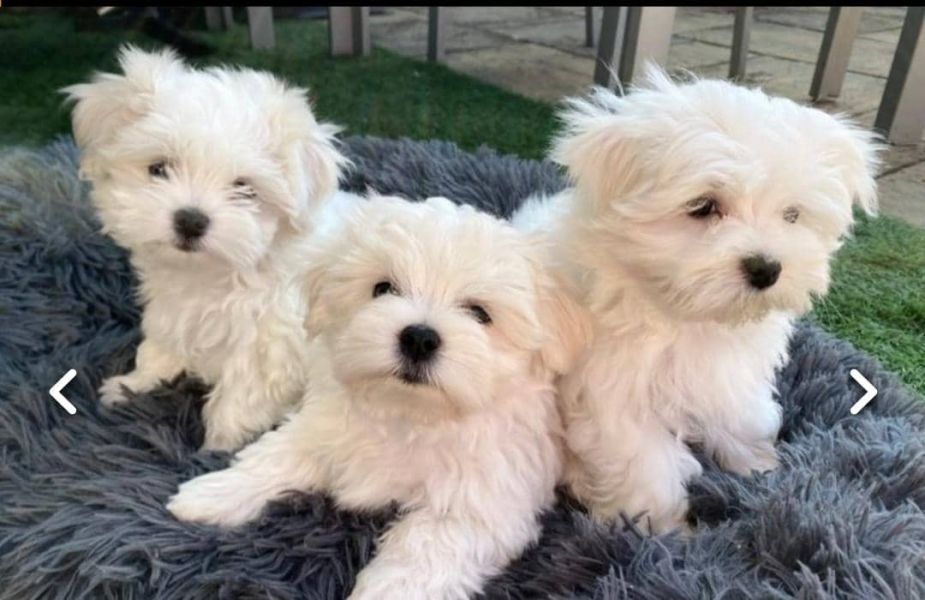 MALTESE cuccioli in adozione gratuiti ( REGALO)