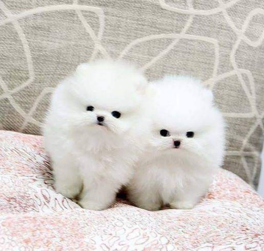 Cuccioli Di Pomeranian regalo