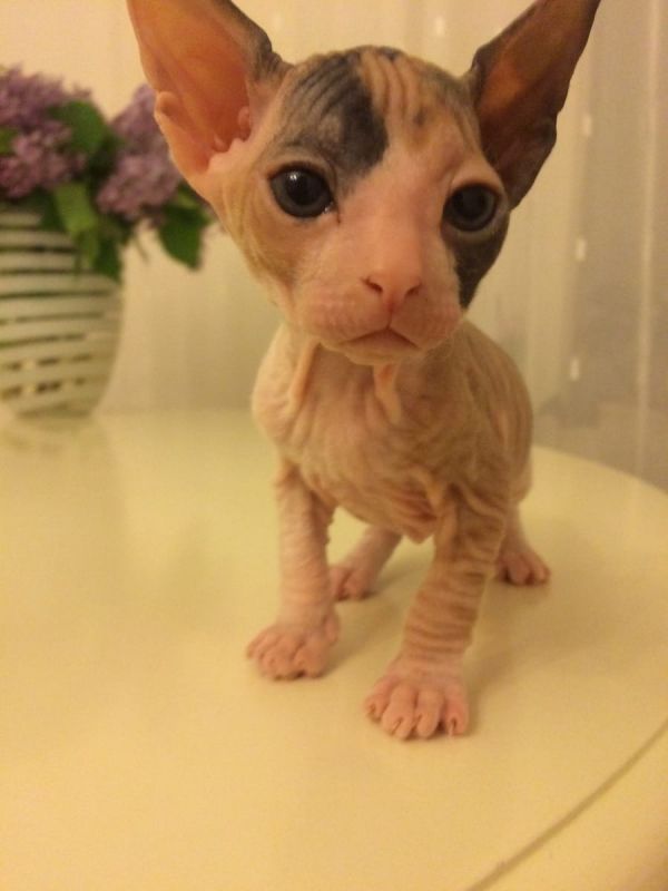 Gattini di Sphynx   per adozione ( maschio e femmina )