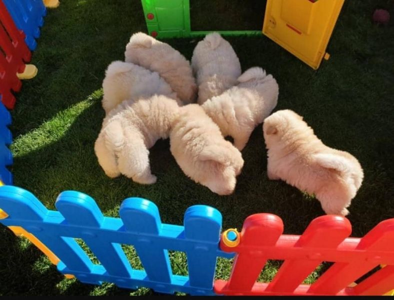 Adorabili cuccioli di chow chow IN ADOZIONE GRATUITI