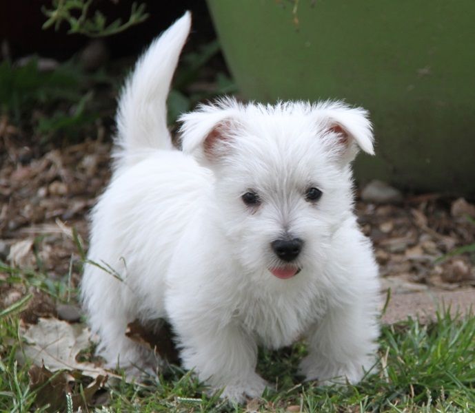 Regalo adorabili cuccioli  West highland terrier bianco femminucce e maschietti disponibili
