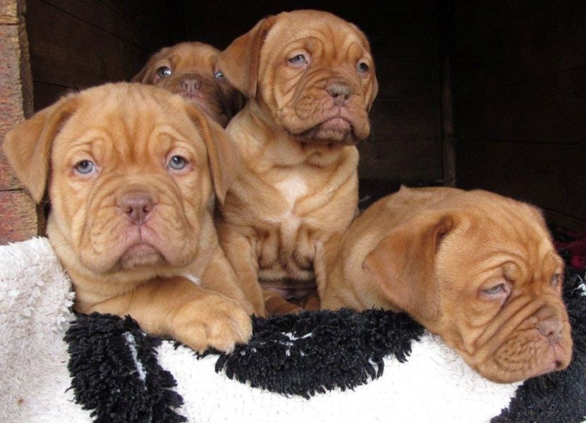 Molto bella e sani  cuccioli di dogue bordeaux  per adozione maschi e femmine   disponibili (gratis)