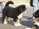 Cuccioli di Bovaro del Bernese