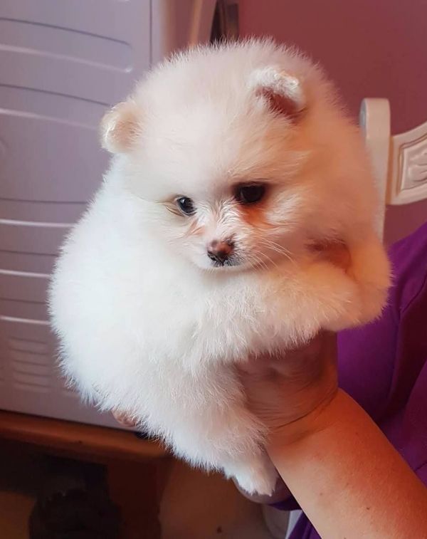 Regalo Volpini cuccioli di pomerania