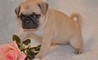 Due cuccioli di carlino disponibili