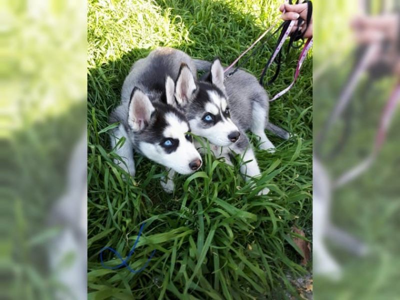 Regalo cuccioli di siberian husky disponibili