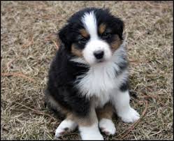 Adorabili cuccioli di australian shepherd femminucce e maschietti disponibili per l'adozione cucciol