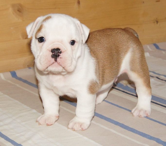 Nomi Per Bulldog Inglese Maschio Beautiful Bulldog Inglese With