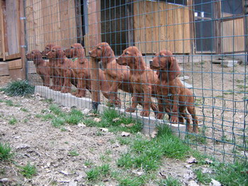 ROSSO D'IRLANDA Cuccioli in regalo 