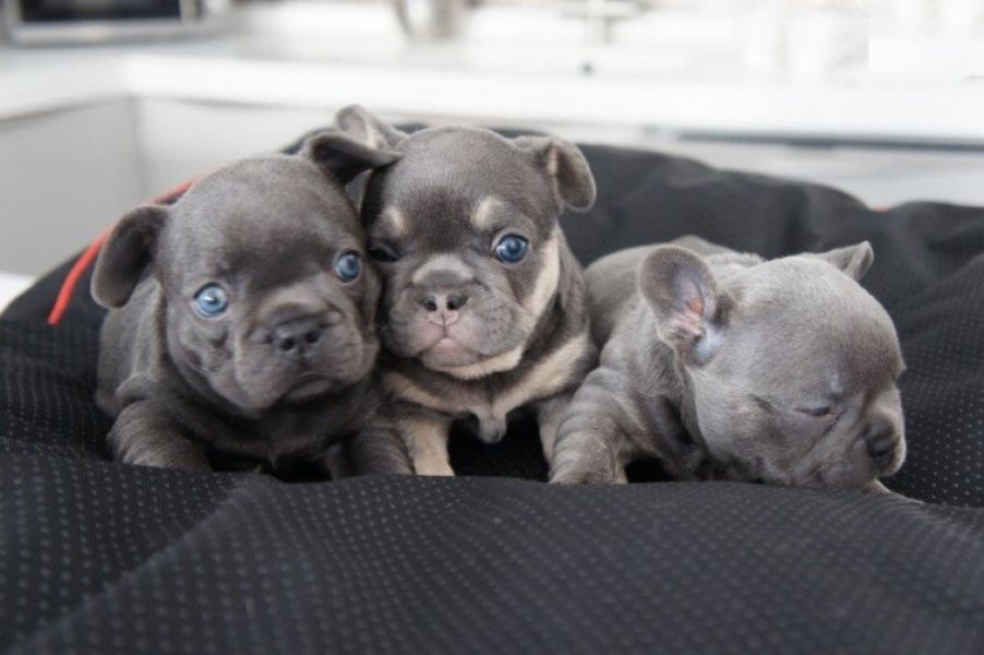 REGALO Cuccioli di Bulldog Francese