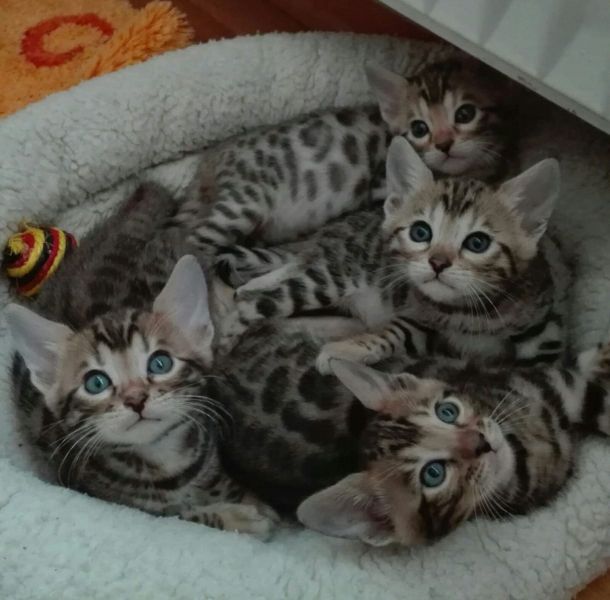 Gattini di bengala  ( per regalo )