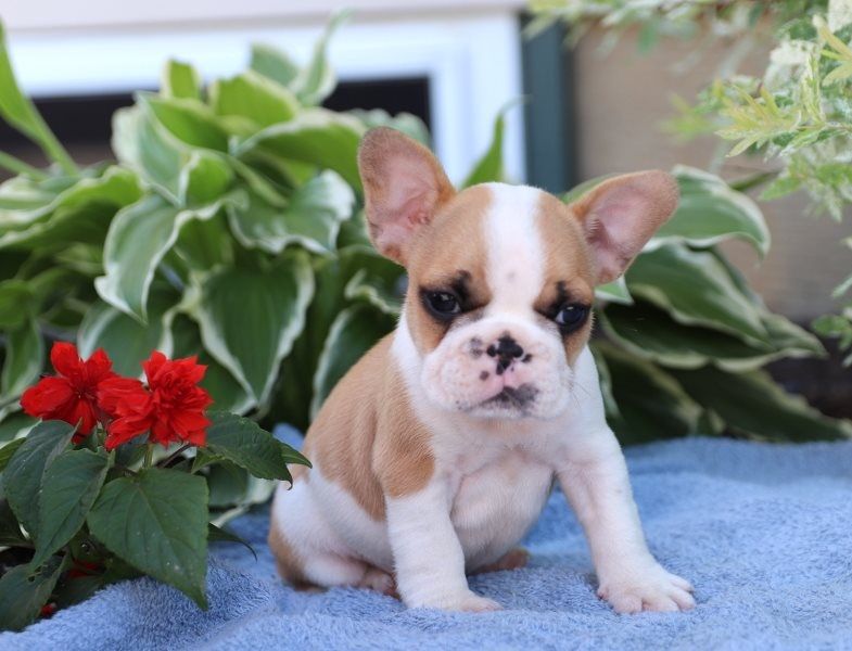 Regalo Bulldog Francese cucciolata Disponiamo di una cucciolata di Bulldog Francese ; i cuccioli ver