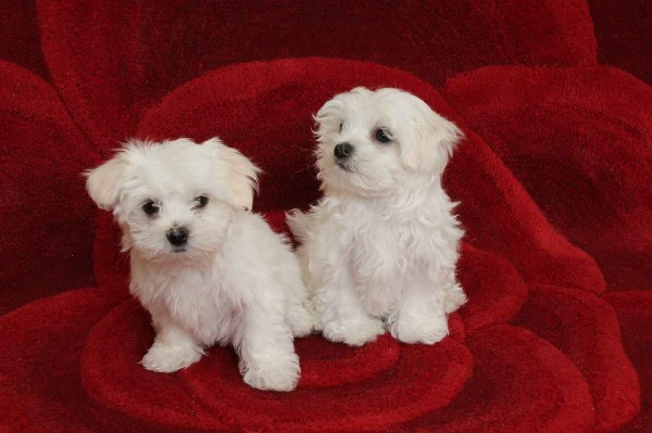 Adorabili cuccioli maltesi eccezionali