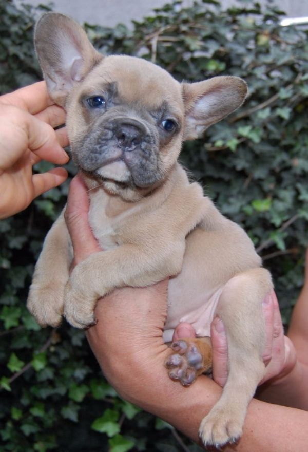Adorabili cuccioli di Bulldog Francese femminucce e maschietti disponibili per l'adozione